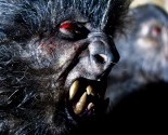 lobos (6)
